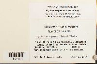 Rhytidium rugosum image