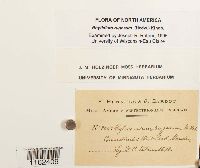 Rhytidium rugosum image