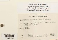 Rhytidium rugosum image