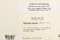 Rhytidium rugosum image