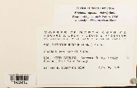 Rhytidium rugosum image