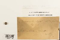 Rhytidium rugosum image