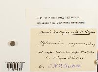 Rhytidium rugosum image