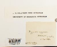 Rhytidium rugosum image