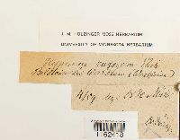 Rhytidium rugosum image