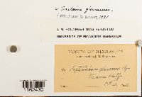 Saelania glaucescens image