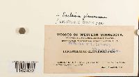 Saelania glaucescens image