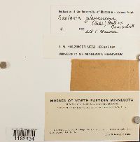 Saelania glaucescens image