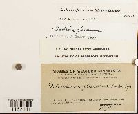 Saelania glaucescens image