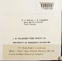 Saelania glaucescens image