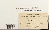 Saelania glaucescens image
