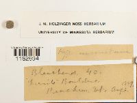 Sanionia uncinata image