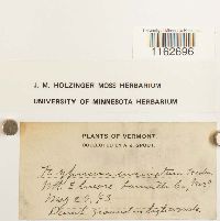 Sanionia uncinata image