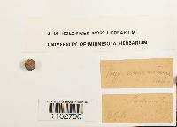 Sanionia uncinata image