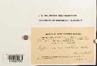 Sanionia uncinata image