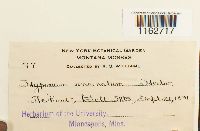 Sanionia uncinata image