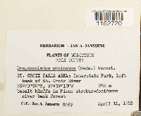 Sanionia uncinata image