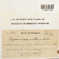 Sanionia uncinata image