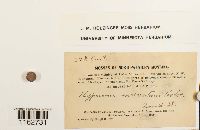 Sanionia uncinata image