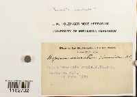 Sanionia uncinata image