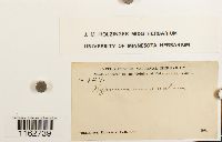 Sanionia uncinata image