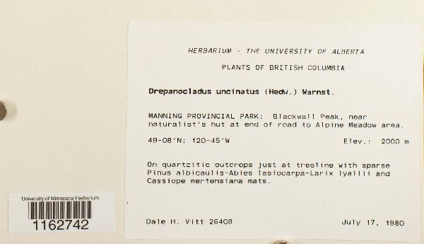 Sanionia uncinata image