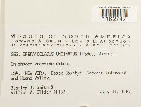 Sanionia uncinata image