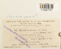 Sanionia uncinata image