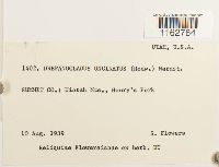 Sanionia uncinata image