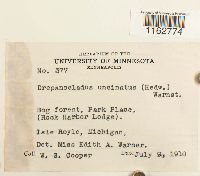 Sanionia uncinata image