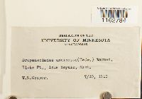 Sanionia uncinata image