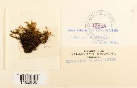 Racomitrium protensum image