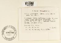 Rhizomnium appalachianum image