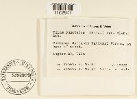 Rhizomnium appalachianum image