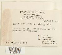 Rhizomnium appalachianum image