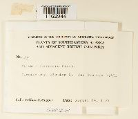 Rhizomnium appalachianum image