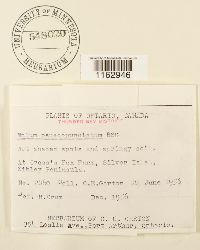 Rhizomnium appalachianum image