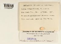 Rhizomnium punctatum image