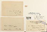 Rhodobryum roseum image