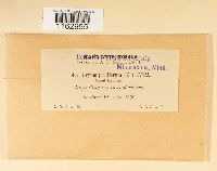 Rhodobryum roseum image