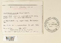 Rhodobryum roseum image