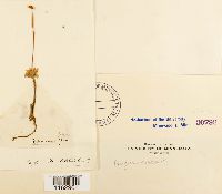 Rhodobryum roseum image