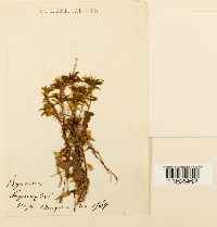 Rhodobryum roseum image