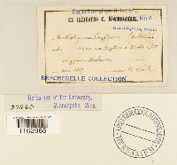 Conardia compacta image