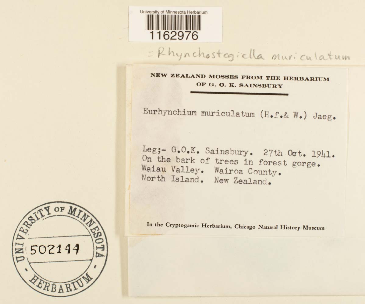 Rhynchostegiella muriculata image