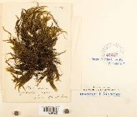 Platyhypnidium riparoides image