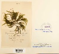 Platyhypnidium riparoides image