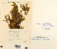 Platyhypnidium riparoides image