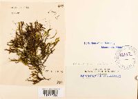 Platyhypnidium riparoides image