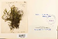Platyhypnidium riparoides image